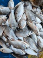 সরপুঁটি - Image 2