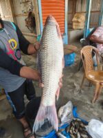 মৃগেল মাছ - Image 2