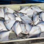 রুপচাঁদা মাছ