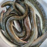 বাইম মাছ