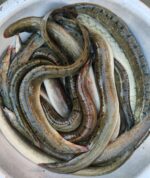 বাইম মাছ