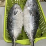 টুনা মাছ