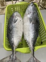 টুনা মাছ