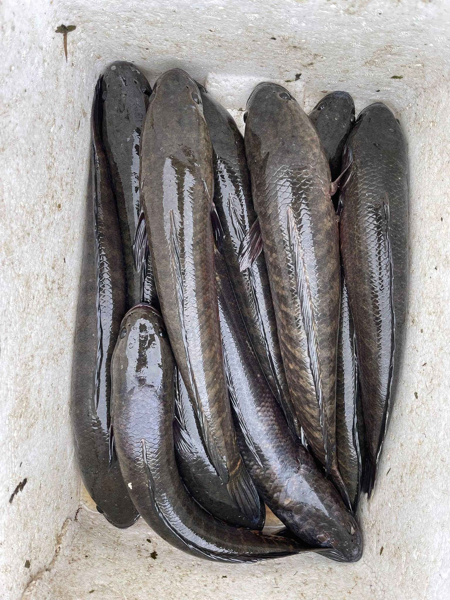 597935695_1157163026588944_6709331940487605554_n শোল মাছ - Image 1