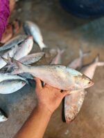 ইলিশ মাছ - Image 3