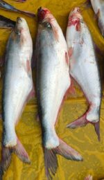 পাঙ্গাস মাছ - Image 3