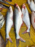 পাঙ্গাস মাছ - Image 2