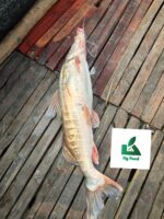 আইড় মাছ - Image 3