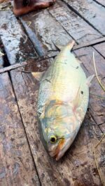 ইলিশ মাছ - Image 2