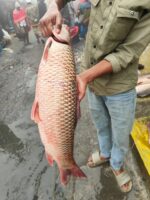 মৃগেল মাছ - Image 3