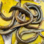 বাইম মাছ - Image 2