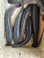 শোল মাছ - Image 3