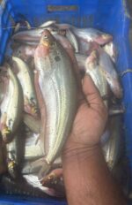 পাবদা মাছ - Image 2