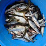 পাঁচ মিশালী মাছ