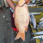 কার্ফু মাছ