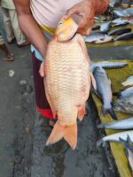 কার্ফু মাছ