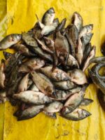 মেনি মাছ - Image 2