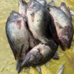 মেনি মাছ