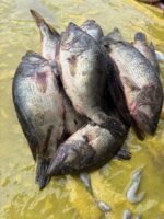 মেনি মাছ