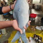 কালিবাউশ