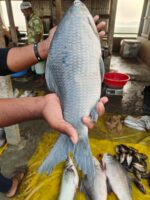 কালিবাউশ