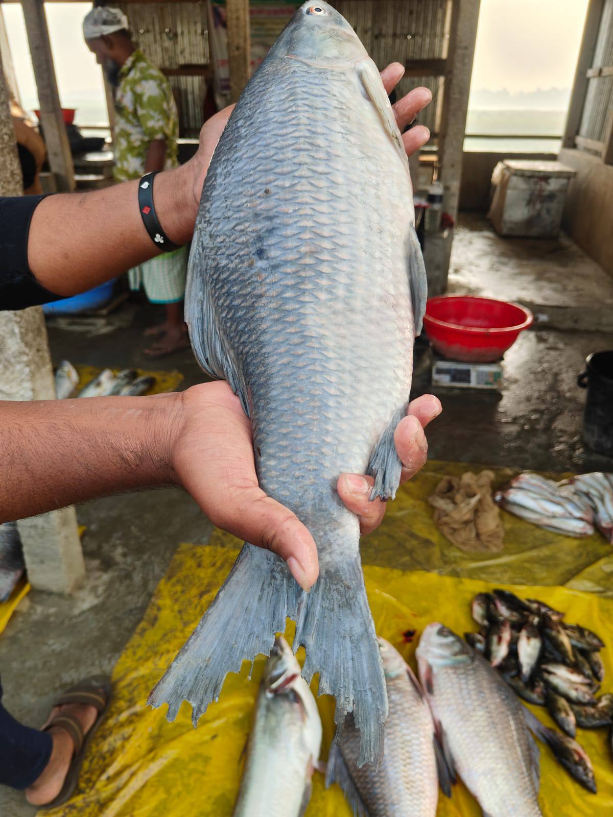 630364321_1201109305527649_4476667534879222190_n কালিবাউশ - Image 1