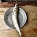 বোয়াল মাছ - Image 2