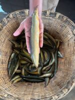 তারা বাইম - Image 2