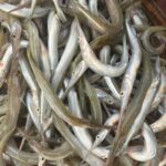 কাইক্কা মাছ