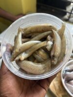 বেলে/বাইল্লা মাছ - Image 2