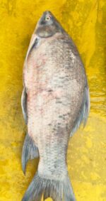 কালিবাউশ - Image 2