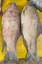 কালিবাউশ - Image 3