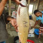 মৃগেল মাছ