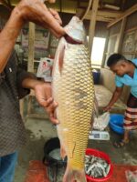 মৃগেল মাছ