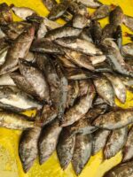 মেনি মাছ - Image 3