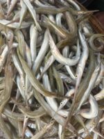 কাইক্কা মাছ - Image 2