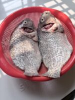 তেলাপিয়া মাছ - Image 3