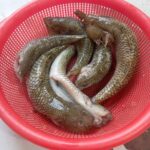 বেলে/বাইল্লা মাছ - Image 3