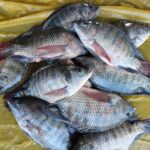 তেলাপিয়া মাছ