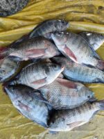 তেলাপিয়া মাছ