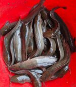 দেশী শিং মাছ - Image 3