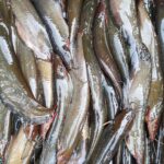 দেশী শিং মাছ