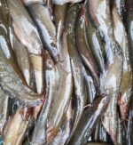 দেশী শিং মাছ