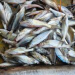 মাঝারি সাইজের গুলশা মাছ