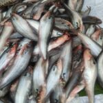 পাবদা মাছ