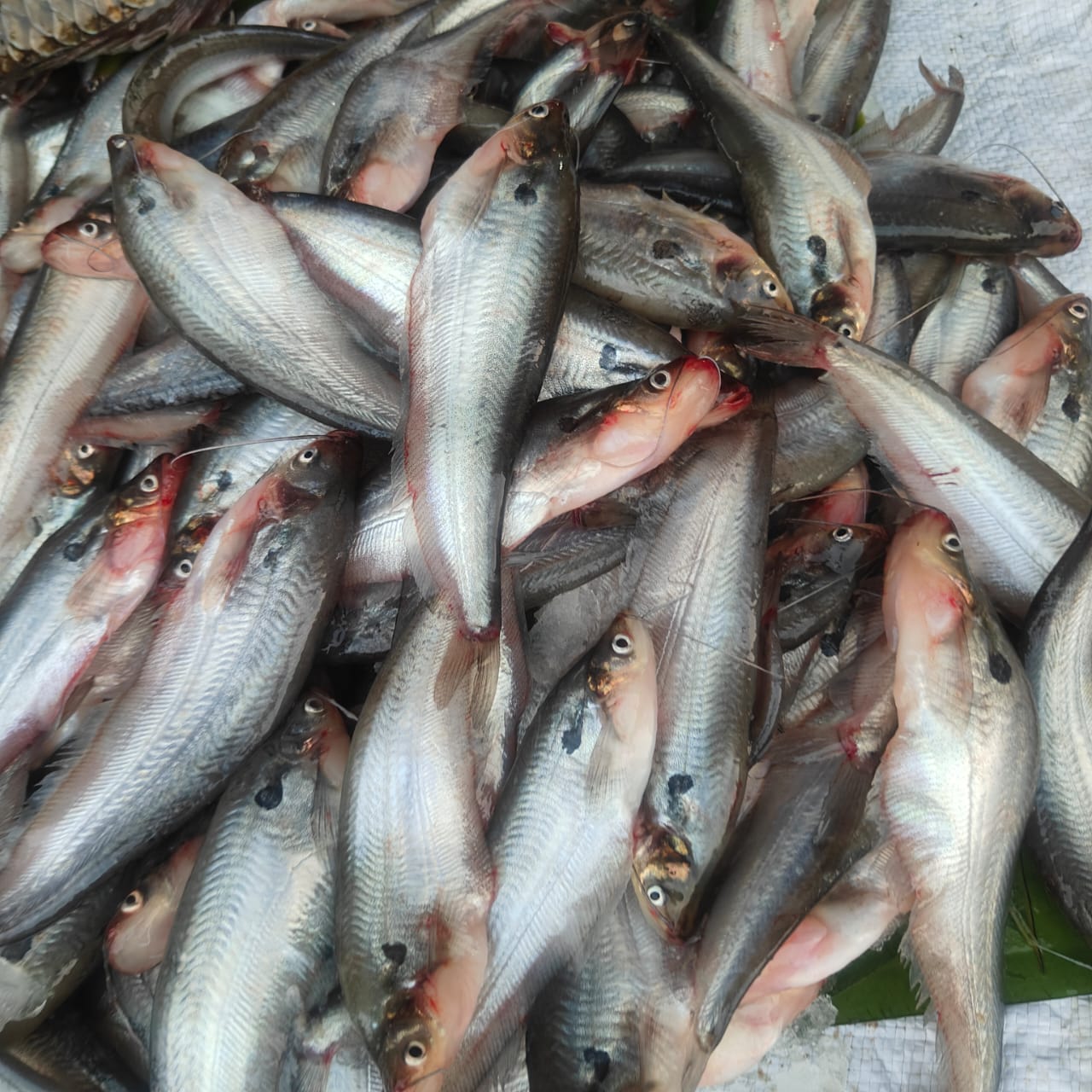 WhatsApp Image 2026-02-22 at 6.33.56 PM (1) পাবদা মাছ - Image 1