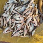 মাঝারি সাইজের গুলশা মাছ - Image 3