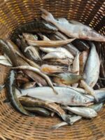 পাঁচ মিশালী মাছ - Image 3