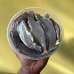 মাঝারি সাইজের গুলশা মাছ - Image 2