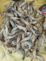 ধনু নদীর ডিমা চিংড়ি - Image 2